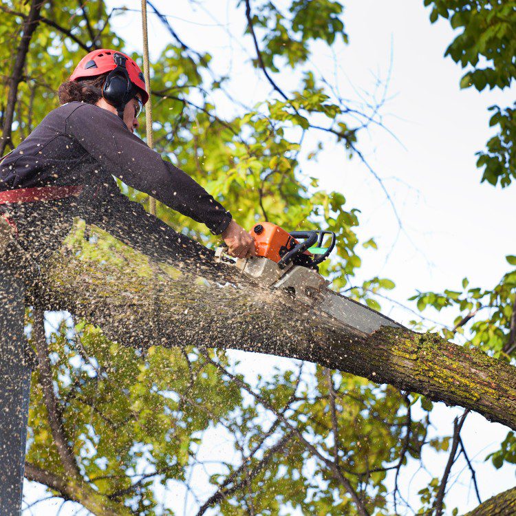 Arboricultural Services in Katy, TX Arboricultural Services in Katy, TX