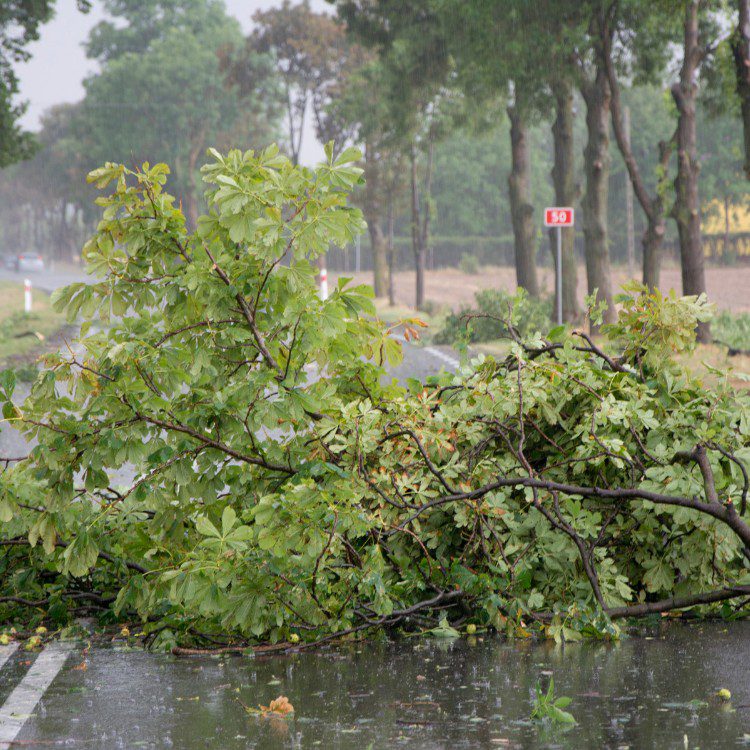 Arboricultural Services in Katy, TX Arboricultural Services in Katy, TX