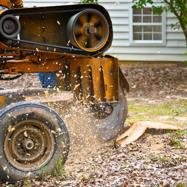 Arboricultural Services in Katy, TX Arboricultural Services in Katy, TX