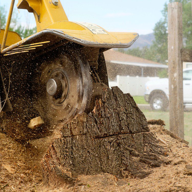 Arboricultural Services in Katy, TX Arboricultural Services in Katy, TX