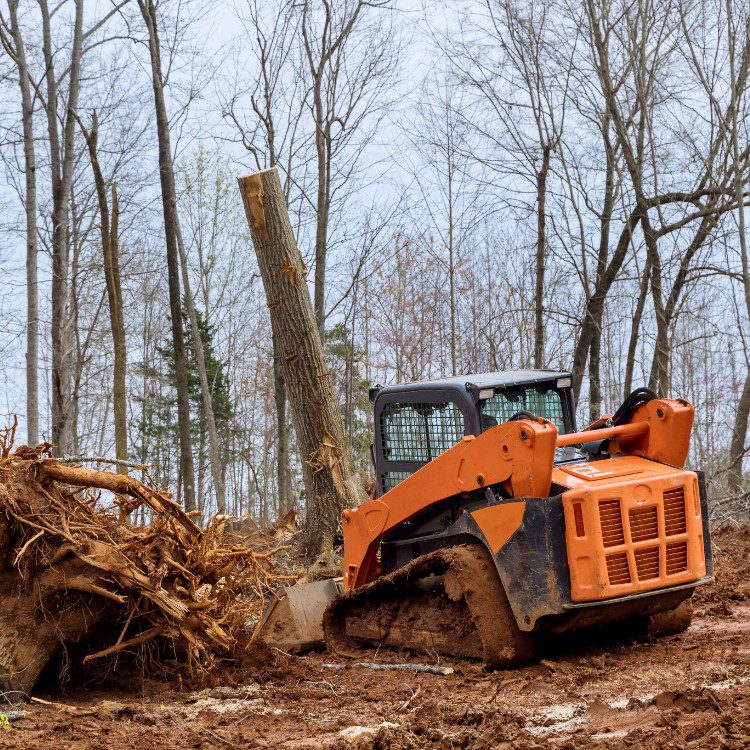 Arboricultural Services in Katy, TX Arboricultural Services in Katy, TX
