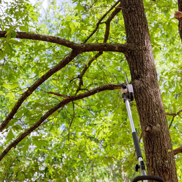 Arboricultural Services in Katy, TX Arboricultural Services in Katy, TX