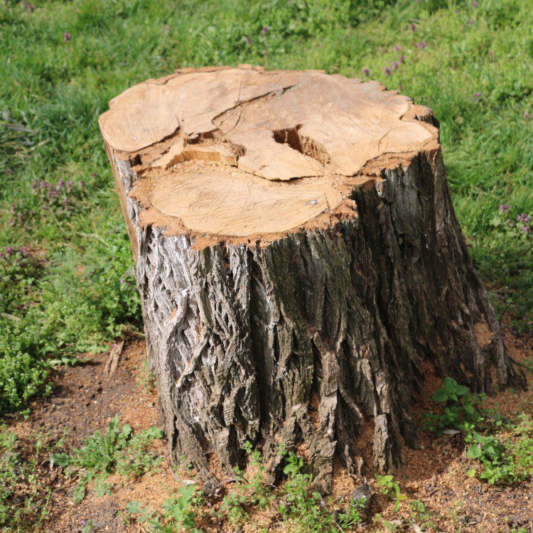 Arboricultural Services in Katy, TX Arboricultural Services in Katy, TX