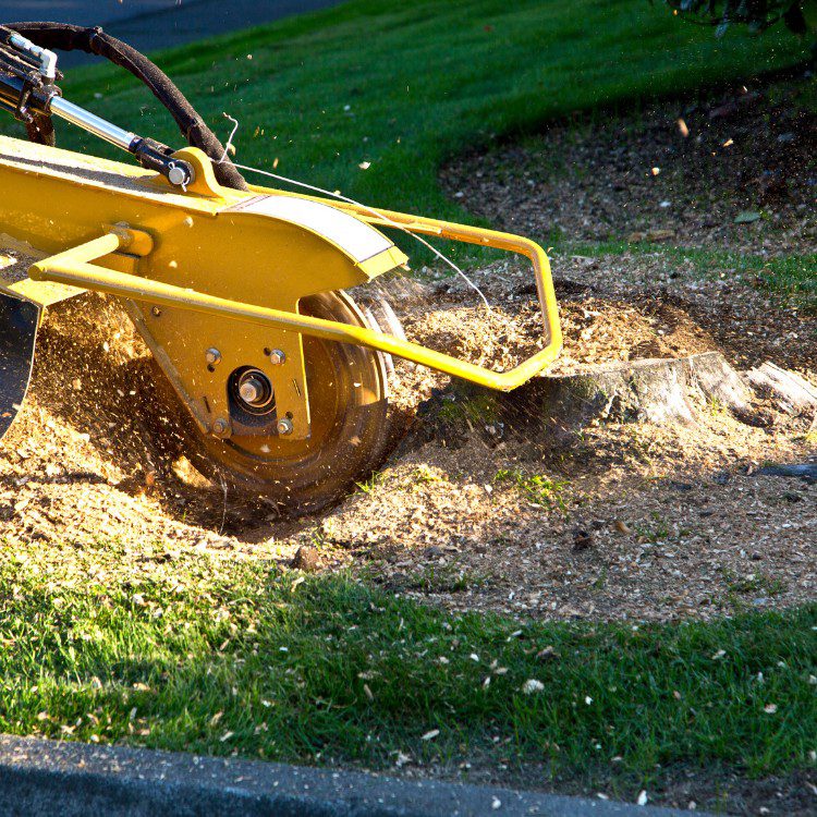 Arboricultural Services in Katy, TX Arboricultural Services in Katy, TX