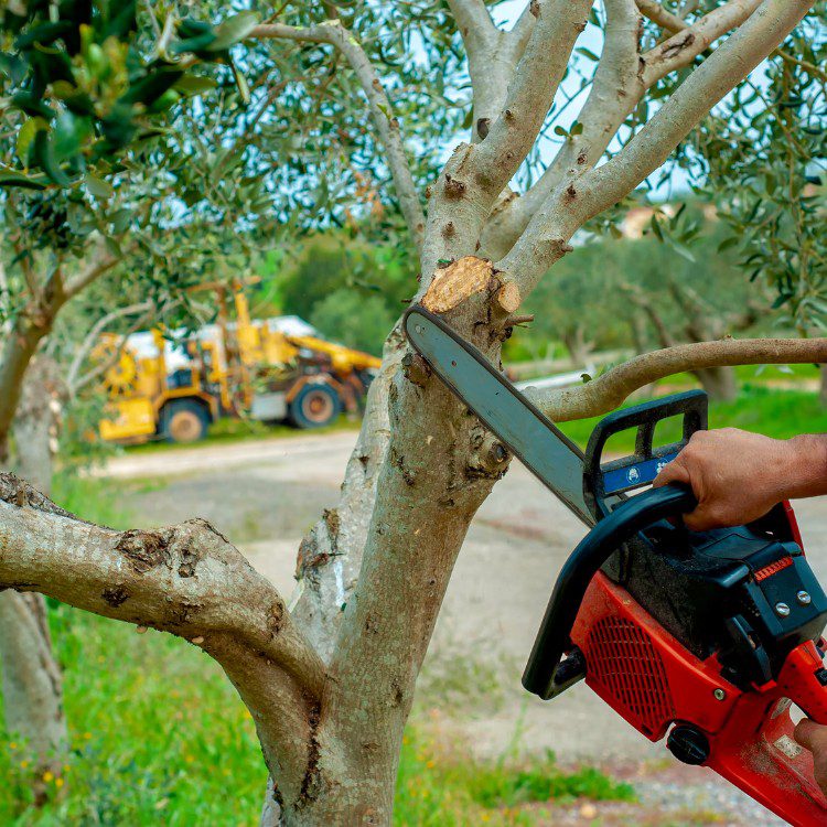 Arboricultural Services in Katy, TX Arboricultural Services in Katy, TX