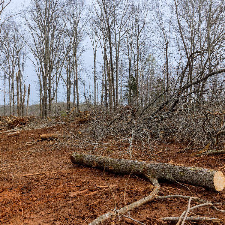 Arboricultural Services in Katy, TX Arboricultural Services in Katy, TX