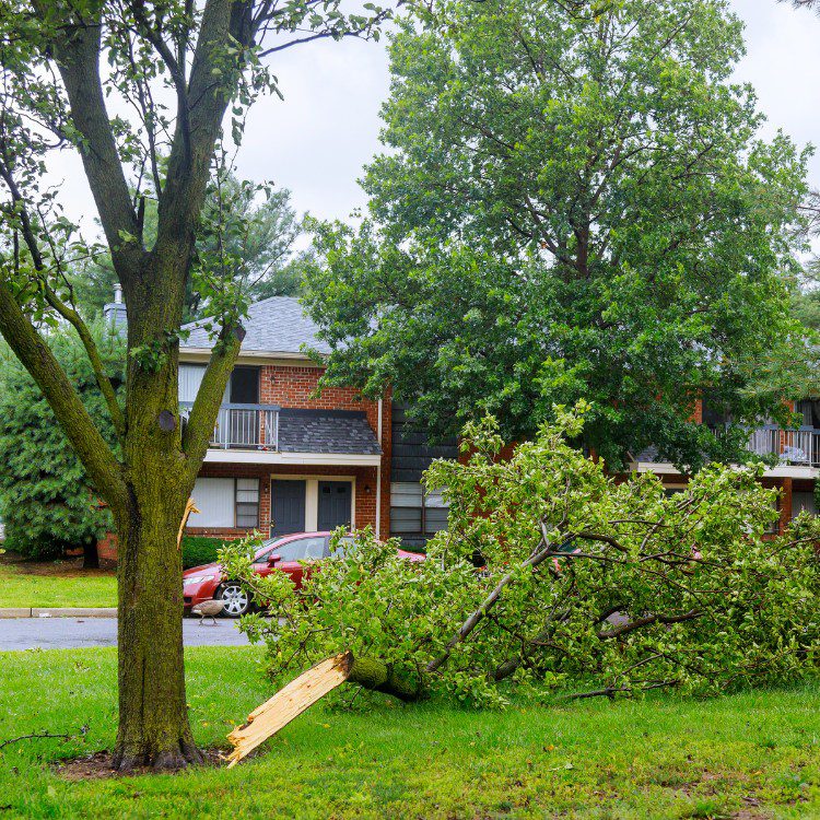Arboricultural Services in Katy, TX Arboricultural Services in Katy, TX