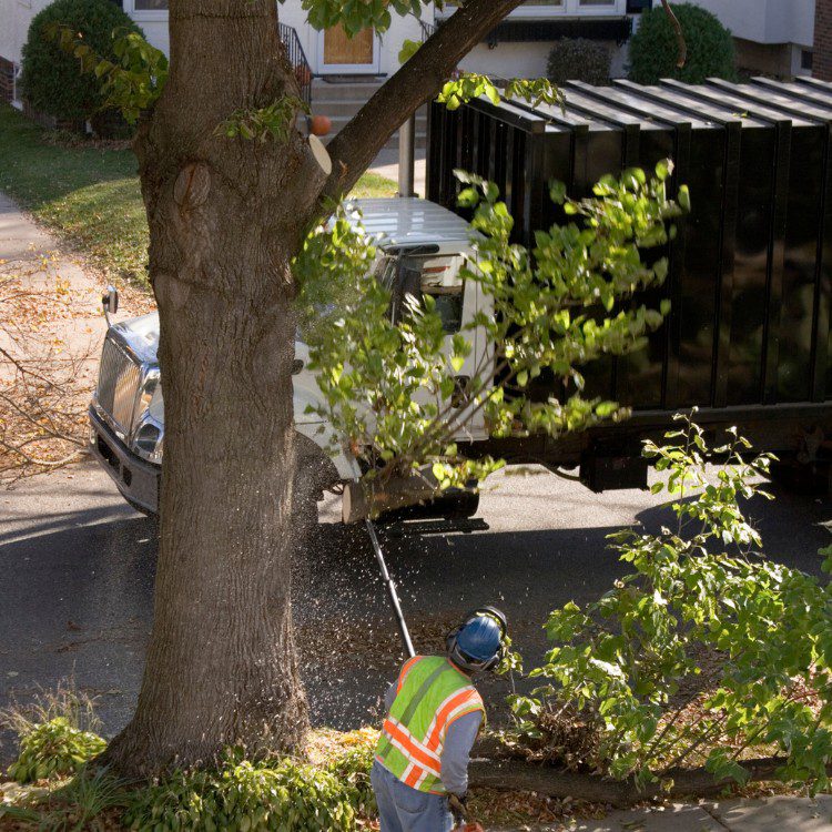 Arboricultural Services in Katy, TX Arboricultural Services in Katy, TX