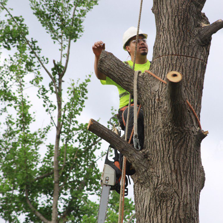 Arboricultural Services in Katy, TX Arboricultural Services in Katy, TX