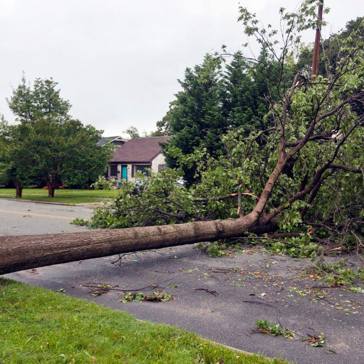 Arboricultural Services in Katy, TX Arboricultural Services in Katy, TX
